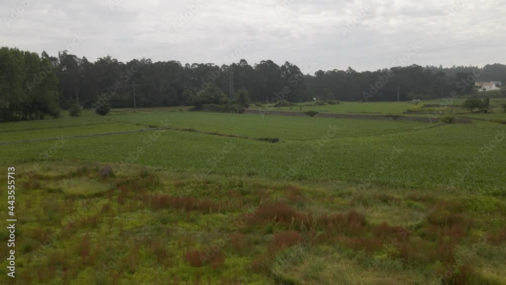 Flying over a big cornfield. 4K aerial drone footage moving forwards and down. Flying over a big cornfield. 4K aerial drone footage moving forwards and down.