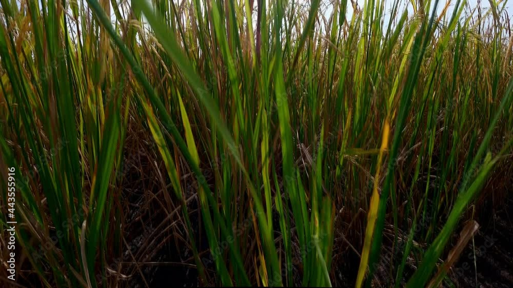 Reveal shot yellow green rice farm field from camera pedestal movement shot Reveal shot yellow green rice farm field from camera pedestal movement shot