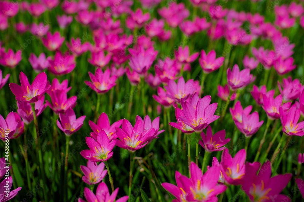 Beautiful Zephyranthes Lily, Countryside In Thailand. Beautiful Zephyranthes Lily, Countryside In Thailand.