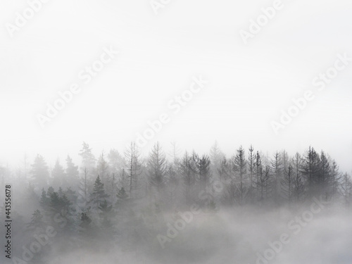 Foggy forest in a gloomy landscape. Trees in heavy fog