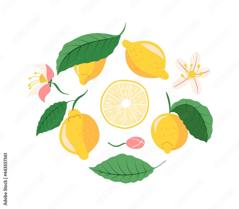 Cute and juicy lemons with leaves and flowers vector set of clip art isolated on white background Cute and juicy lemons with leaves and flowers vector set of clip art isolated on white background