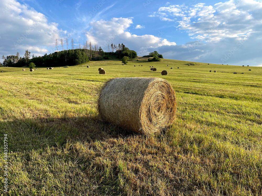 Round hay bales in countryside field