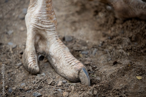 Common Ostrich's Foot In The Zoo,Thailand.