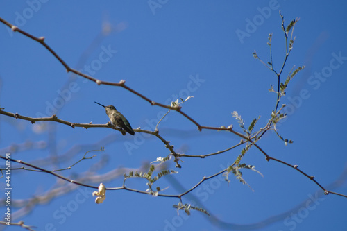 A hummingbird rests on the branch of a mesquite tree in the Sonoran Desert of Arizona.