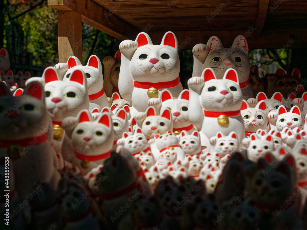Fototapeta premium Lucky cat Maneki neko Japan culture in Gotokuji temple Tokyo