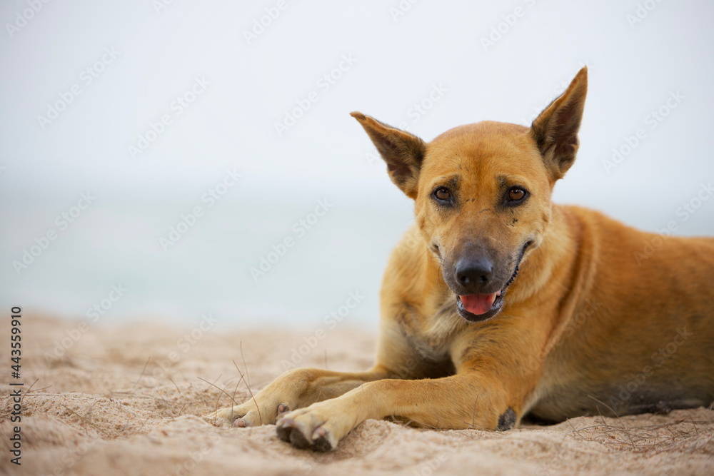 Dog Laying On The Beach, Hua Hin District, Thailand.