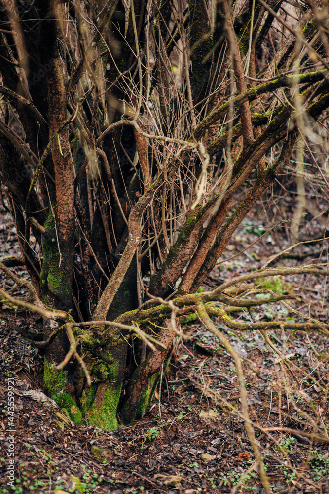 Tree trunks in green mossy forest in summer Tree trunks in green mossy forest in summer