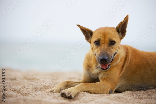 Dog Laying On The Beach, Hua Hin District, Thailand.