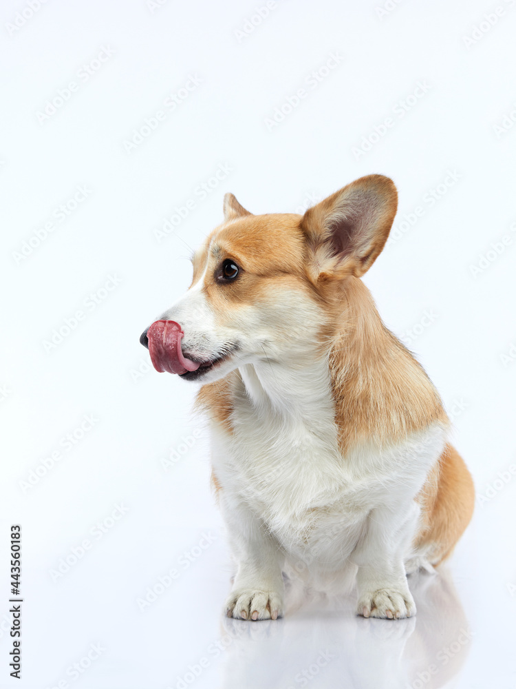 Obraz premium funny Portrait of a dog on a white background. Smiling Corgi pembroke. Pet in the studio For design