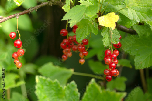 A branch of red currant on a green background. Natural vitamin, gifts of nature in summer