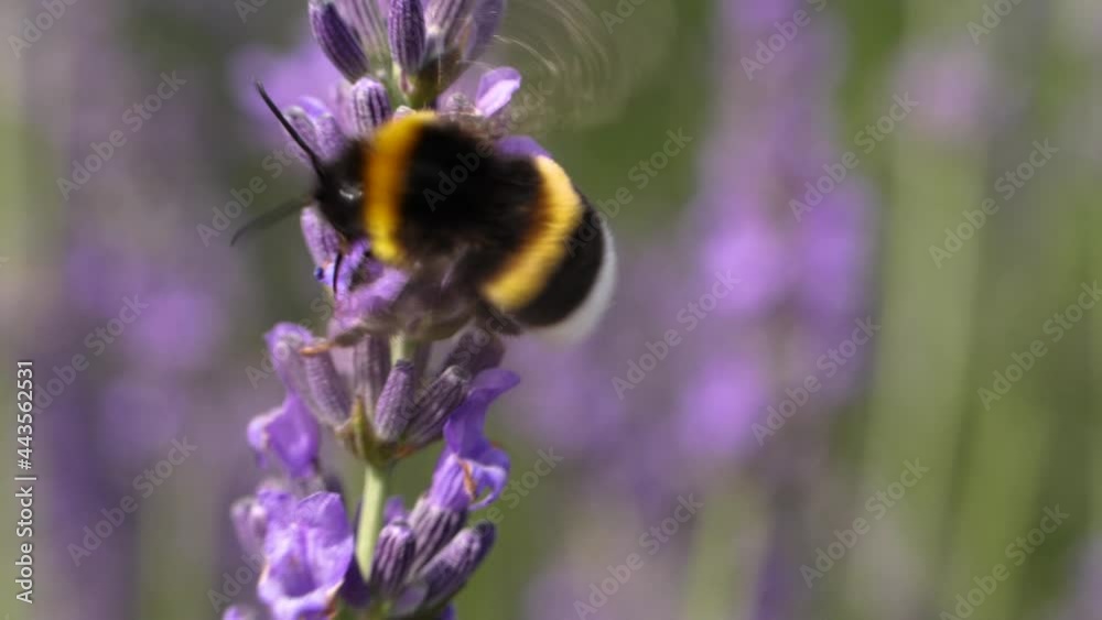 Macro shot of bumblebee on lavender flower Macro shot of bumblebee on lavender flower