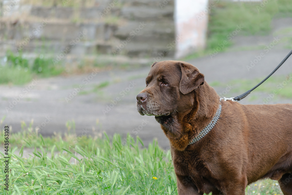 Portrait of a brown dog standing on green grass. A male chocolat