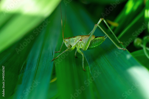 Female Nymph of a great green bush cricket sitting on leaf. long horned grasshoppers insect Tettigonia viridissima. large species of katydid or bush-cricket. Scientific Tettigoniidae