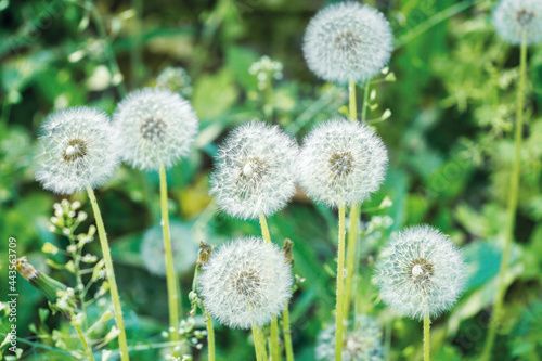 Close-up of a group of dandelions growing on a summer lawn among the grass