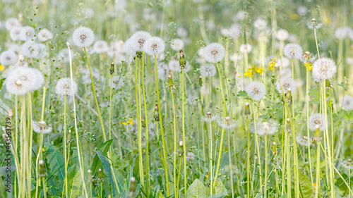 Summer meadow with white dandelions