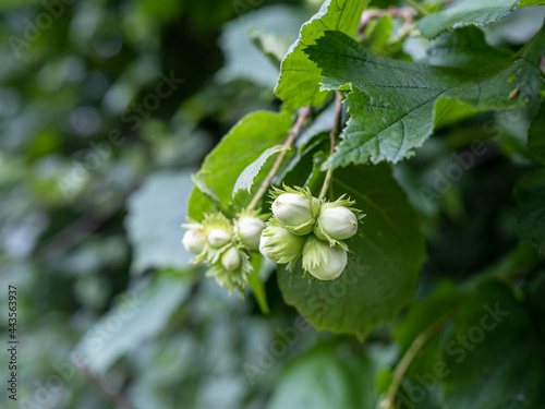 white currant bush with leaves