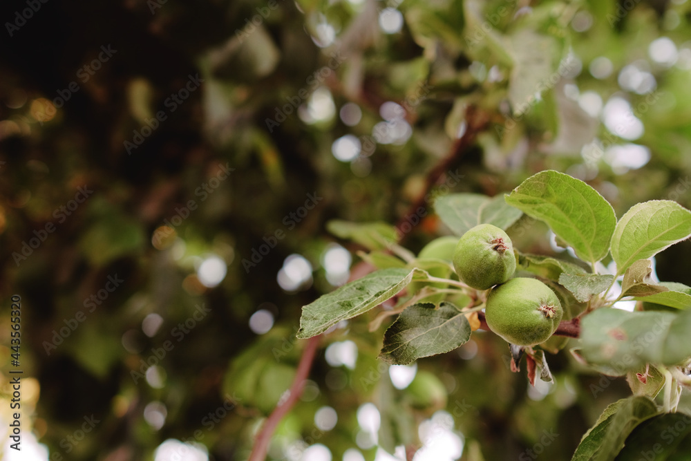 Obraz premium a green unripe apple is hanging on a branch of an apple tree with green leaves. blurred background. ripening of the crop