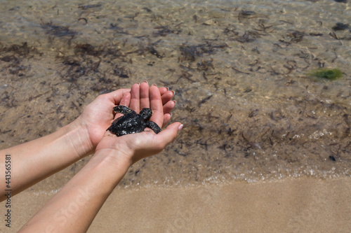 Close up of hands holding small baby turtle hatchling ready for release into the open sea or ocean