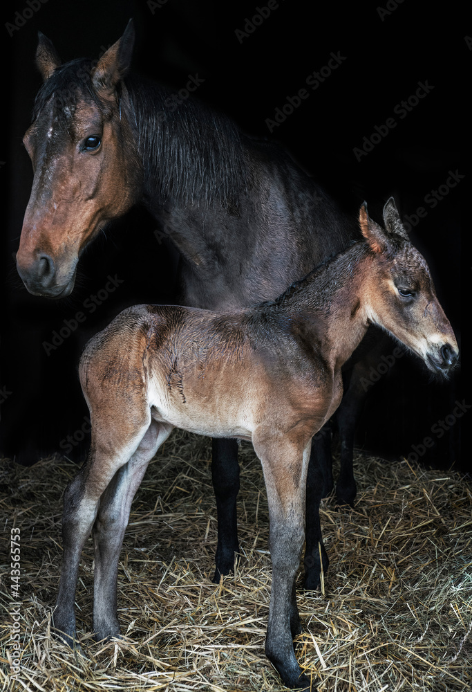 Beautiful brown horse mare and foal in barn
Beautiful brown horse mare and foal in barn