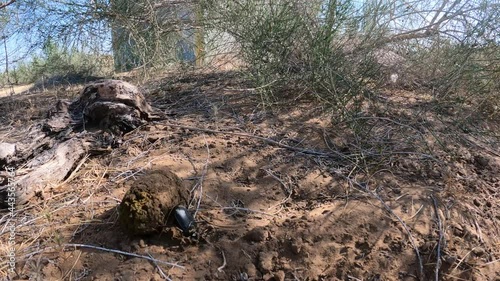 Wallpaper Mural Dung beetle rolling a large dung ball
 Torontodigital.ca