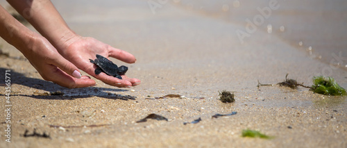 Valokuva Close up of hands holding small baby turtle hatchling ready for release into the