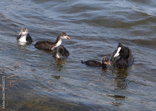 Eurasian coot (common coot, Fulica atra) brood feeding. Parent holding algae in beak with juvenile birds. Adult Australian coot and baby chick interaction. Motherhood, care and love concept photo