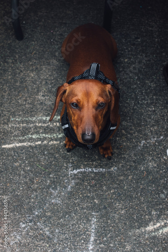 squinting Weiner sausage dog dachshund outside with harness photo