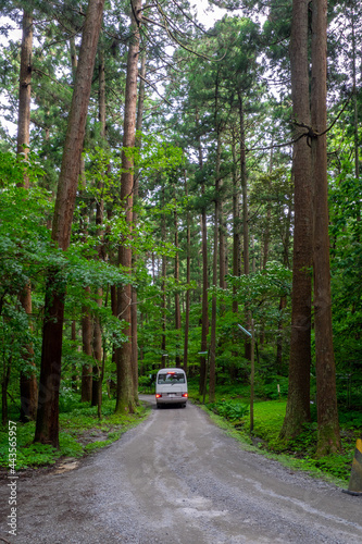 Road through a coniferous forest at the foot of mountain (Mt.Yahiko, Yahiko, Niigata, Japan)