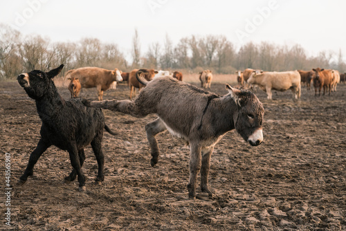 Donkeys kicking in rural field
