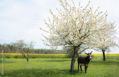 Donkey standing under spring apple blossom tree
