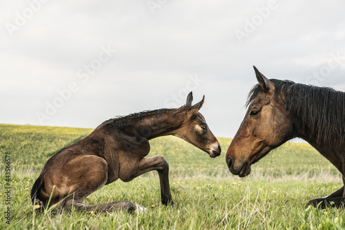 Beautiful brown horse mare and foal face to face in field
 photo