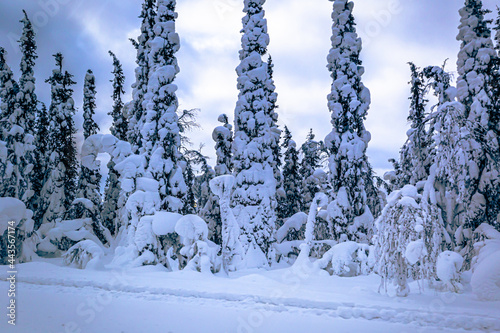 Winter landscape in the Swedish Lapland  Sweden