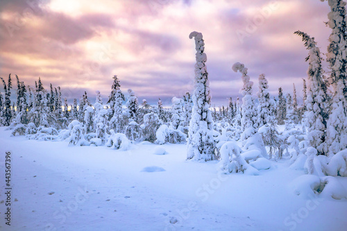 Winter landscape in the Swedish Lapland, Sweden photo