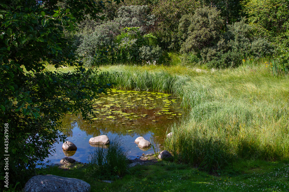 Fototapeta premium Pond in a park. Lush green vegetation reflected in the water.