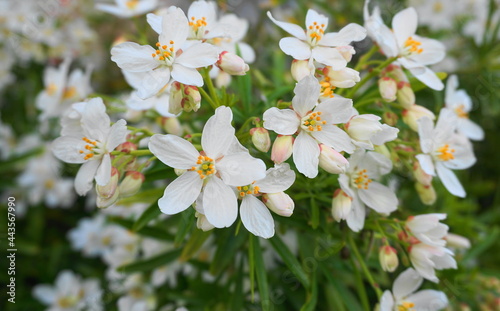 Choisya shrub with delicate small white flowers on green foliage background. Mexican Mock Orange evergreen shrub.