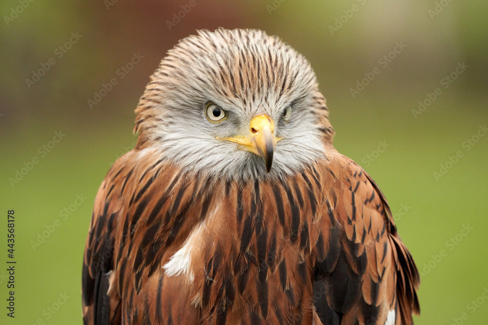 Red kite, bird of prey portrait, Yellow eye and beak, in front view. Green grass in the background Red kite, bird of prey portrait, Yellow eye and beak, in front view. Green grass in the background