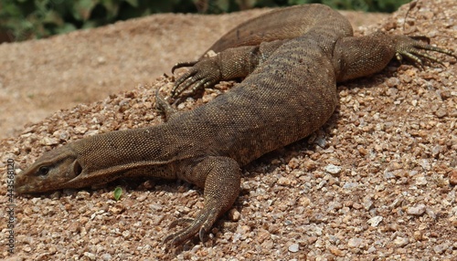 Lizard crawling on the ground