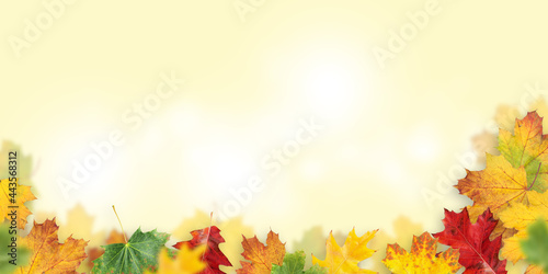Autumn leaves backdrop