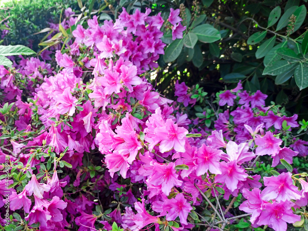 pink azalea blooms on a background. tropical flower grows in a tropical garden