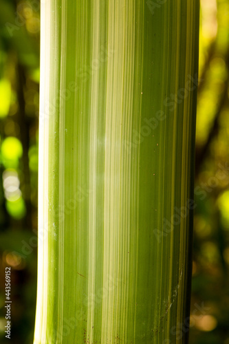 Fototapeta Naklejka Na Ścianę i Meble -  fast growing bamboo often used as scaffolding in Asia
