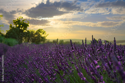 lavender field in the light of sunsets , Santa Luce, Tuscany, Italy