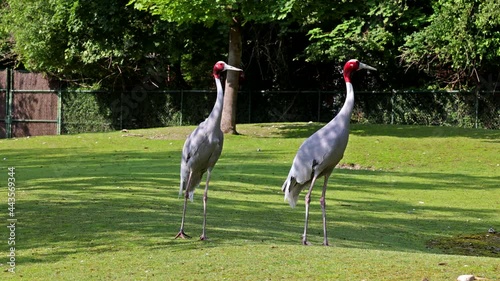 The Sarus crane, Grus antigone is a large non-migratory crane found in parts of the Indian Subcontinent, Southeast Asia and Australia.  photo