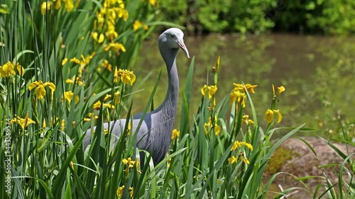 The Blue Crane, Grus paradisea, is an endangered bird specie endemic to Southern Africa. It is the national bird of South Africa photo