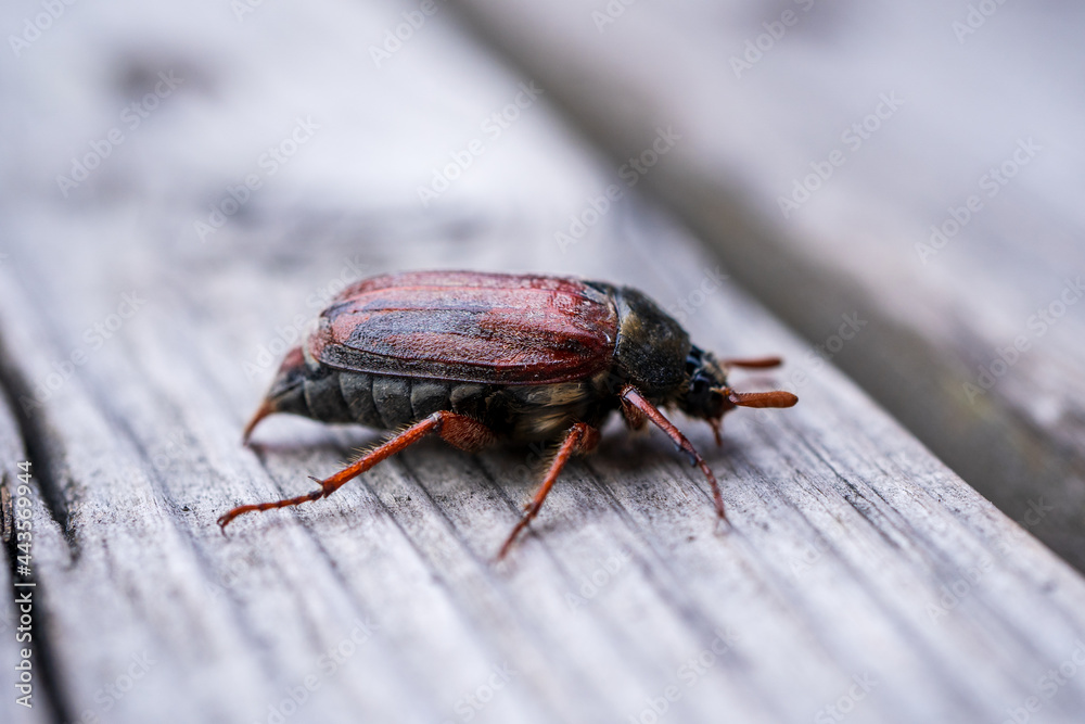 cockchafer, May beetle, in summer cockchafer, May beetle, in summer