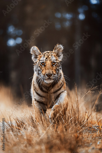 Canvas Print portrait of a tiger