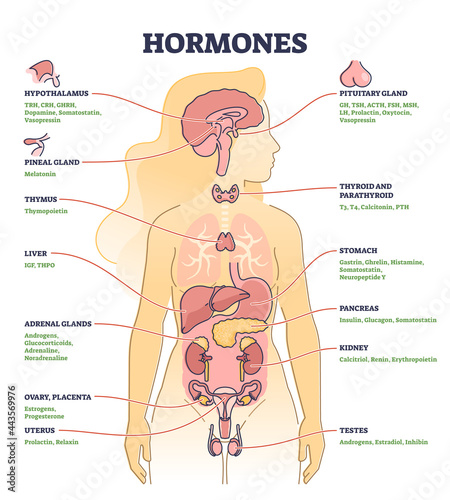Hormones with human body organs and labeled chemical titles outline diagram. Medical glands location and collection with inner thymus, adrenal, uterus, pancreas and thyroid parts vector illustration. photo