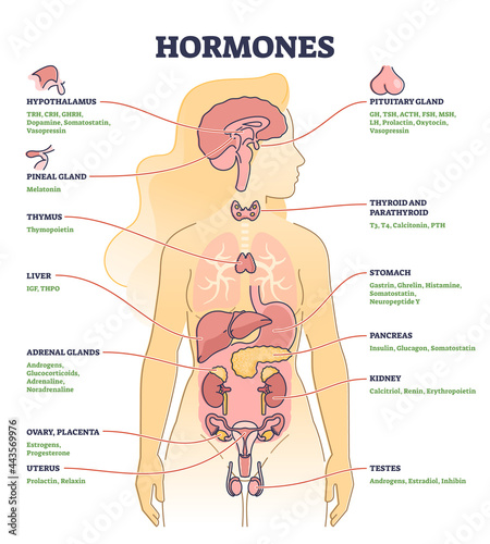 Hormones with human body organs and labeled chemical titles outline diagram. Medical glands location and collection with inner thymus, adrenal, uterus, pancreas and thyroid parts vector illustration.