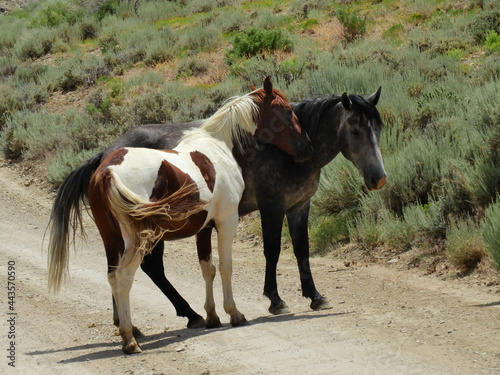    a pinto and a grey wild horse standing in a dirt road in the remote sand wash basin wilderness, near maybell, in northwestern colorado   © Nina