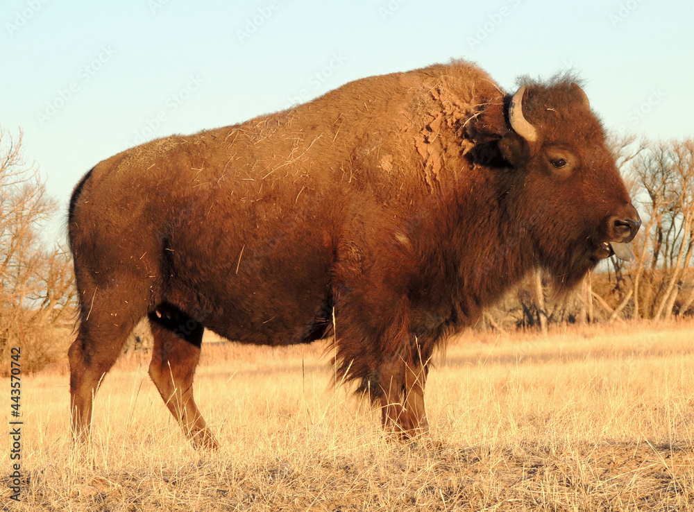 american bison sticking out his tongue in winter in the fields along the wildlife drive  at the rocky mountain national arsenal refuge in commerce city, near denver, colorado