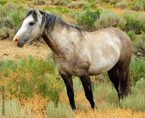  a mare in the wild horse herd that roams the remote prairie of the sand wash basin    near maybell, in northwestern colorado  © Nina